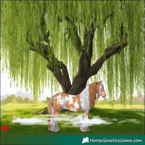 Horse Color:White Spotted Chestnut