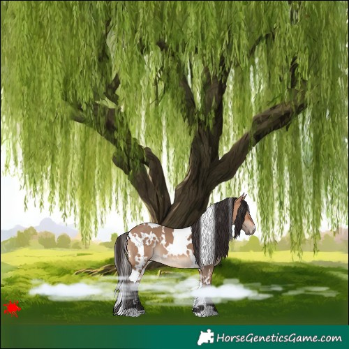 Horse Color:White Spotted Bay Dun 
