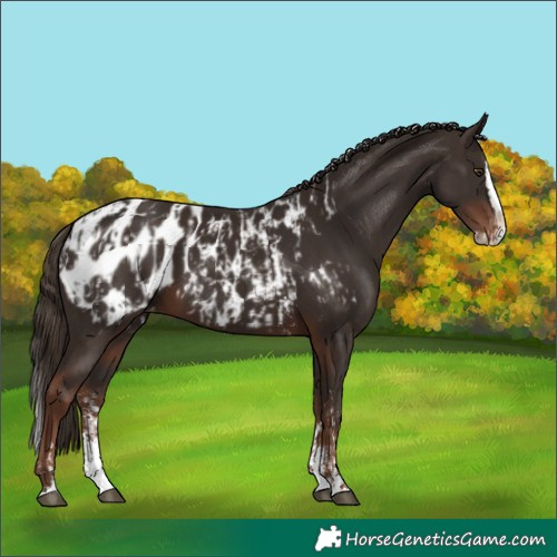 Horse Color:Liver Chestnut Sabino Splash Appaloosa  and Liver Chestnut Sabino Splash Appaloosa 