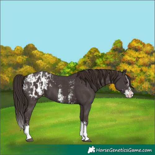 Horse Color:Liver Chestnut Sabino Splash Appaloosa and Liver Chestnut Sabino Splash Appaloosa