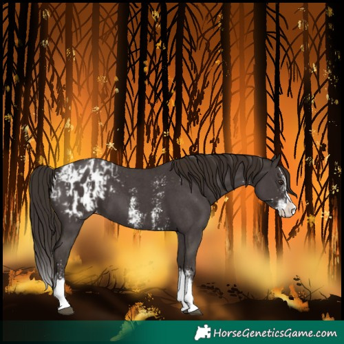 Horse Color:Liver Chestnut Sabino Splash Blanket  and Liver Chestnut Sabino Splash Blanket 