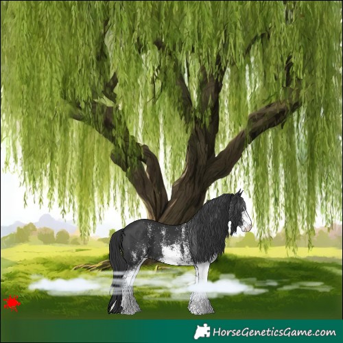 Horse Color:White Spotted Black 