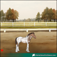 Horse Color:White Spotted Bay Dun Tobiano Blanket 