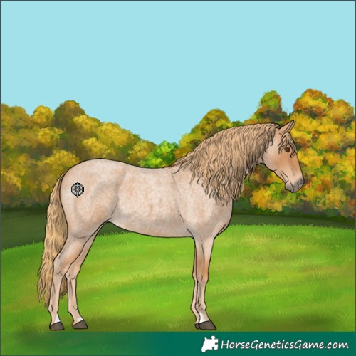 Horse Color:Red Roan Rabicano