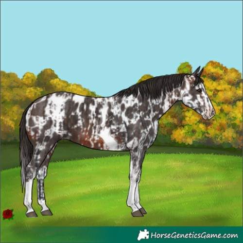 Horse Color:Bay Tobiano and Liver Chestnut Sabino Splash Appaloosa