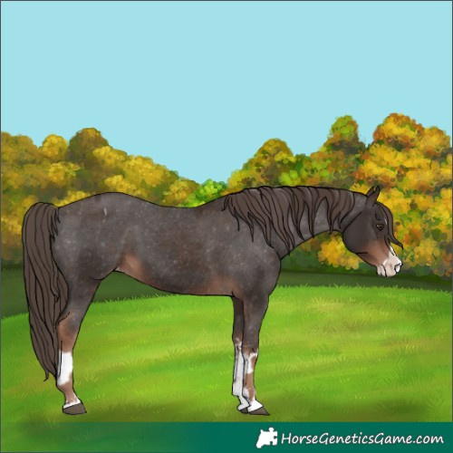 Horse Color:Liver Chestnut Sabino Splash Appaloosa  and Liver Chestnut Sabino Splash Appaloosa 