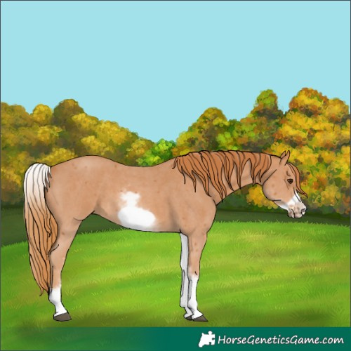 Horse Color:White Spotted Chestnut Sabino Frame 