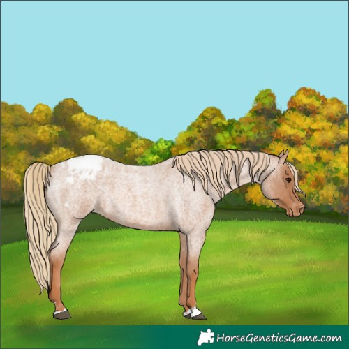 Horse Color:Red Roan Appaloosa 