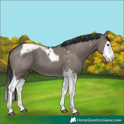 Horse Color:Grullo Splash Tobiano 