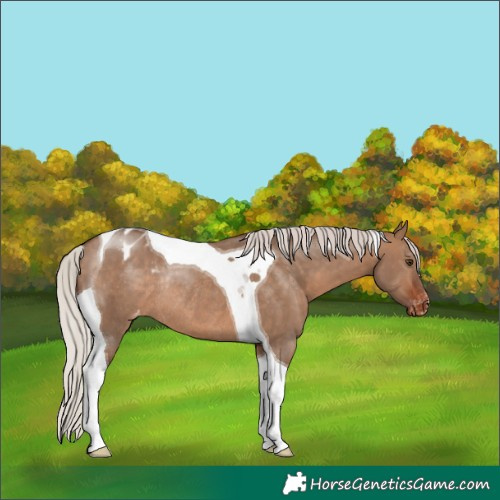 Horse Color:Silver Brown Dun Tobiano Blanket Rabicano