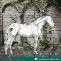 Horse Color:Bay Sabino Splash Leopard and Silver Bay Sabino Splash Leopard