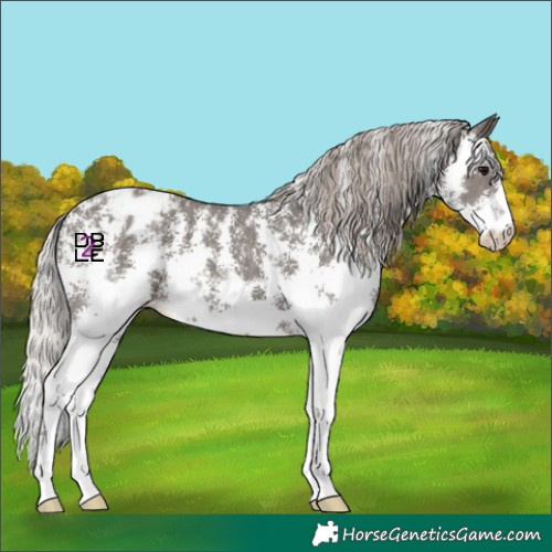 Horse Color:Silver Black Sabino Appaloosa 