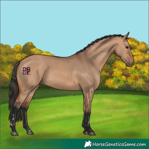 Horse Color:Bay Dun