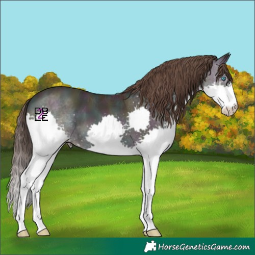 Horse Color:Midnight Amber Champagne Ice Onyx Splash
