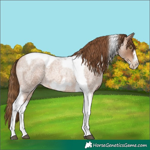 Horse Color:Liver Red Roan Pearl Tobiano Frame 