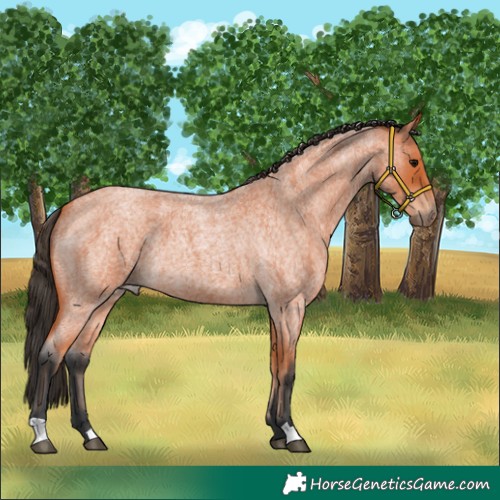 Horse Color:Bay Roan
