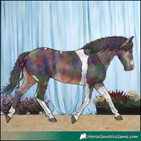 Horse Color:Nacre Buckskin Tobiano Rabicano
