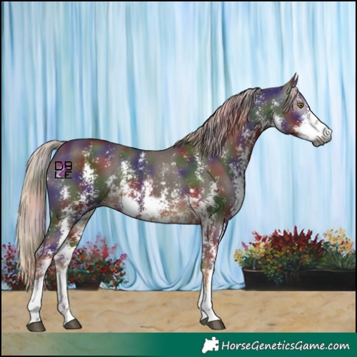 Horse Color:Gray Nacre Chocolate Palomino Sabino