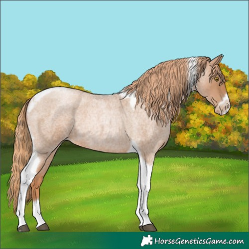 Horse Color:Red Roan Pearl Tobiano Frame 
