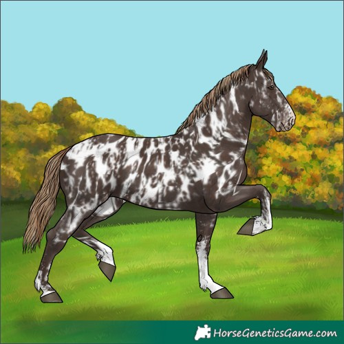 Horse Color:Liver Chestnut Sabino Splash Appaloosa  and Liver Chestnut Sabino Appaloosa 