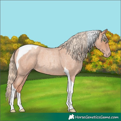 Horse Color:Gold Champagne Roan Tobiano 