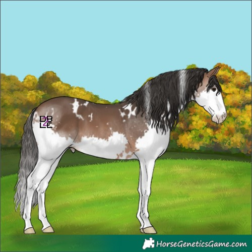 Horse Color:White Spotted Brown Splash 