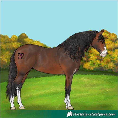 Horse Color:Bay Sabino
