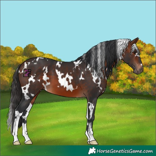 Horse Color:White Spotted Bay
