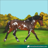 Horse Color:White Spotted Bay