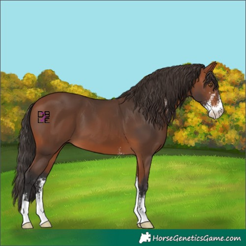 Horse Color:Bay Sabino