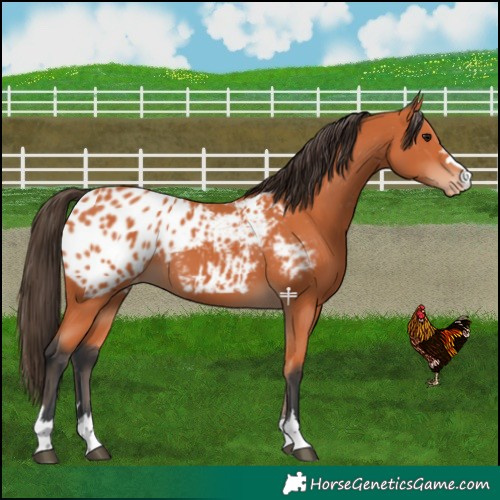 Horse Color:Bay Blanket