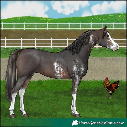 Horse Color:Liver Chestnut Sabino Splash Appaloosa and Bay Sabino Splash Appaloosa
