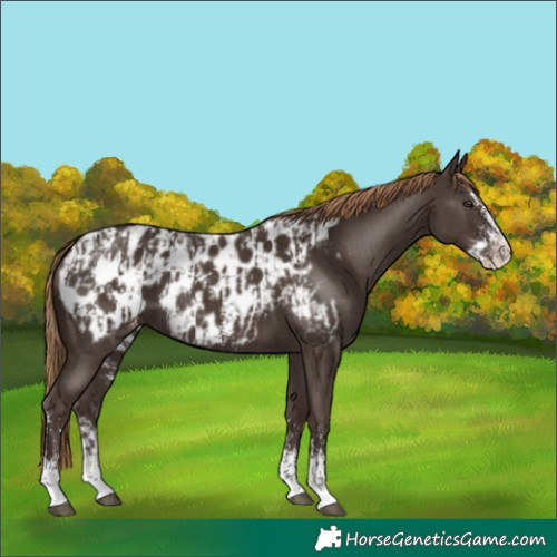 Horse Color:Liver Chestnut Sabino Splash Appaloosa and Liver Chestnut Sabino Appaloosa