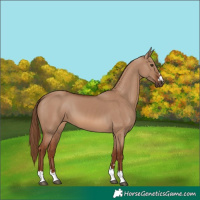 Horse Color:Red Dun