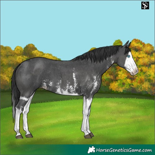 Horse Color:Black Sabino Splash Varnish and Black Sabino Splash Varnish