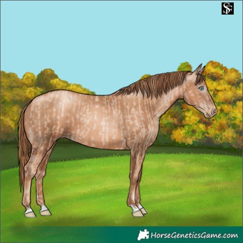 Horse Color:Gold Champagne Pearl Rabicano and Gray Gold Champagne Pearl Rabicano