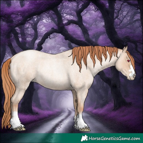 Horse Color:Classic Champagne Roan Pearl Rabicano