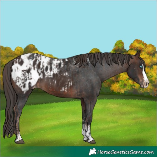 Horse Color:Liver Chestnut Sabino Splash Appaloosa  and Brown Sabino Splash Appaloosa 