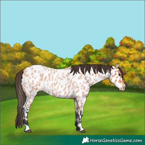 Horse Color:Bay Roan Appaloosa 