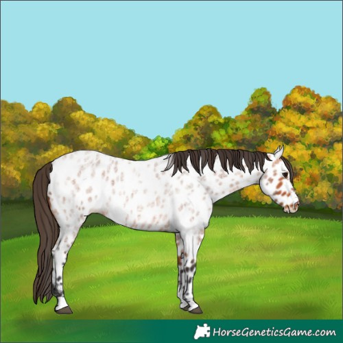 Horse Color:Bay Roan Appaloosa 