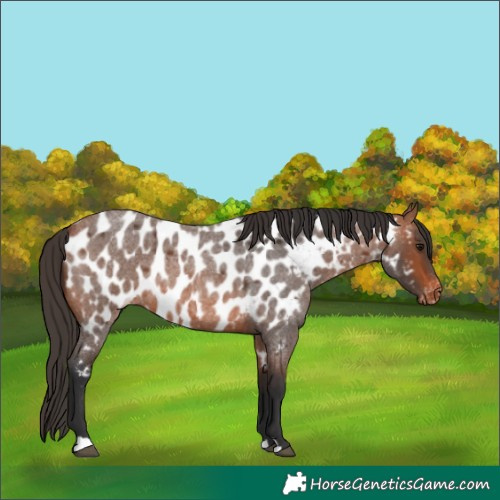 Horse Color:Bay Roan Appaloosa