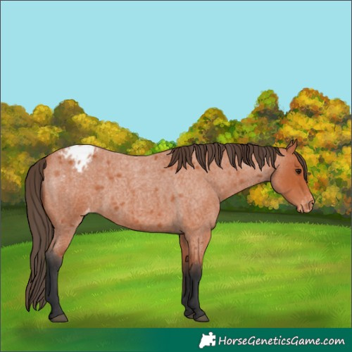 Horse Color:Bay Roan Appaloosa