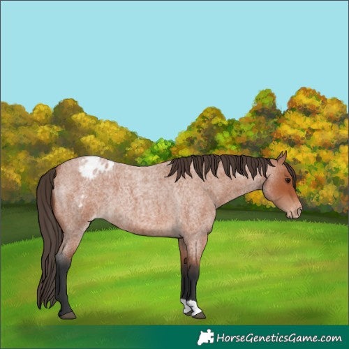 Horse Color:Bay Roan Appaloosa