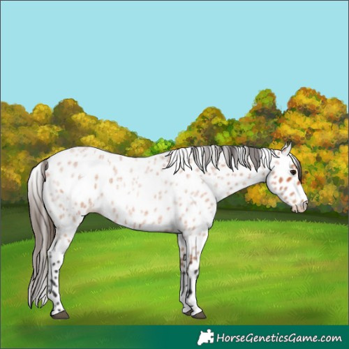 Horse Color:Bay Roan Appaloosa