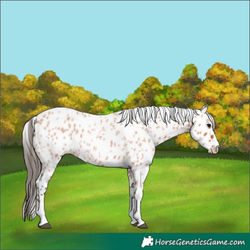 Horse Color:Bay Roan Appaloosa