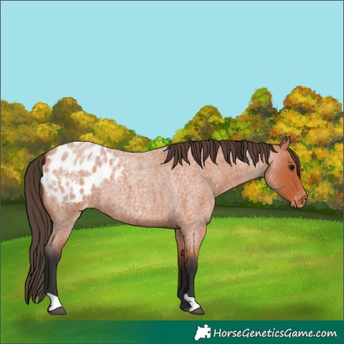 Horse Color:Bay Roan Appaloosa