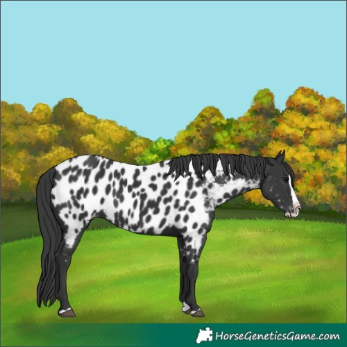 Horse Color:Black Splash Appaloosa