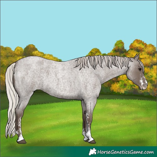 Horse Color:Silver Blue Roan Sabino 