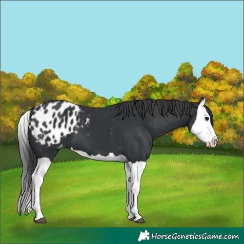 Horse Color:Black Splash Appaloosa