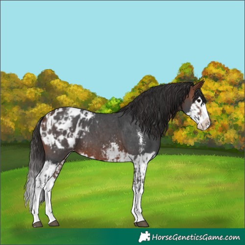 Horse Color:Bay Sabino Splash Appaloosa  and Bay Sabino Splash Appaloosa 